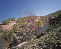 ایلام - تنگه ارغوان